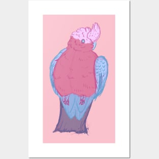 Pink Galah Cockatoo Posters and Art